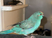 Male blue pied