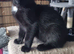 2 Gorgeous Girl Kittens for Sale