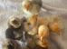 4, three day old pure silkie chicks
