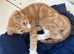 Gorgeous ginger and white Scottish Fold