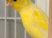 Fringe Canary