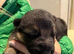Puppy male German shepherd