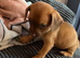 Dachshund puppies