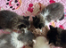 Now reduced only 1 Persian cross kittens
