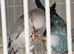 I have a bonded proven pair of Quaker parrot