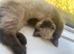 Chocolate minx ragdoll