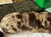 6 puppy&rsquo;s one is chocolate merle very rare