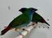 Beautiful pair of Forbes (Tri-colored) parrot finches for sale