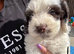 Cockapoo puppies, boys and girls