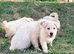 White Pedigree German Shepherd Puppies