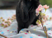 Mini lop female