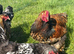 Gold/silver laced Brahma hatching eggs