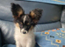 Stunning Boy papillon