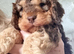 F2 Cockapoo