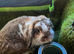 Mini lop. Female