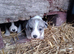 Ready soon border collie puppies