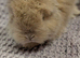 Angora boys
