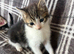 Kittens for sale