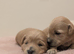 F1 Apricot & Cream Maltipoo Puppies