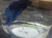 Blue male betta