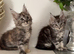 Beautiful tica reg Maine coon kittens.