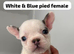 7 French Bulldog Puppies ️