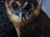 Asian wood owls