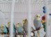 Baby budgies for sale
