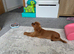 Male Cavalier for rehoming