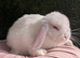 Mini lop