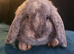 2 beautiful 4 month old male mini lops