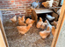 Buff Orpington
