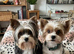Biewer Yorkshire Terrier puppies for sale