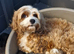 Gorgeous f1b Cavapoo puppys.health tested parents