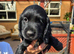 Sproker puppies for sale