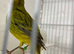 Fife canary just starting to sing