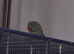 Female alexandrine
