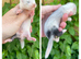 Litter of angoras available