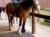 Lilly Cob x Clysdale