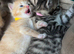 BEAUTIFUL KITTENS TO RESERVE