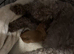 F2b Miniature Cockapoo Puppies.