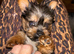 Yorkie male