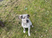 Merle female cane Corso 7Months