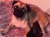 3 beautiful pugs