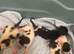 5 kittens looking for their forever home