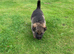 7 beautiful German shepherd puppies