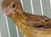 Raza canaries for sale