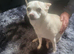 Chihuahua cross terrier