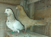 Roller pigeon