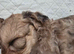 Adorable miniature poodles for sale &pound;1500. Available 16th July